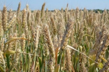 Из-за погодных условий Ростовская область потеряет часть урожая