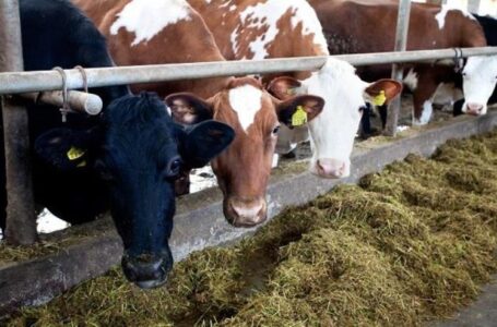 В Ростовской области построят крупные молочные фермы