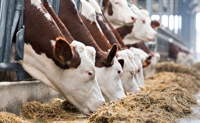 Молочную ферму в Песчанокопском районе строить не будут