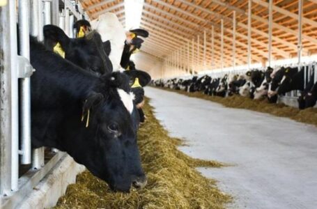 «Агрокомплекс им. Ткачёва» построит в Ростовской области большую молочную ферму