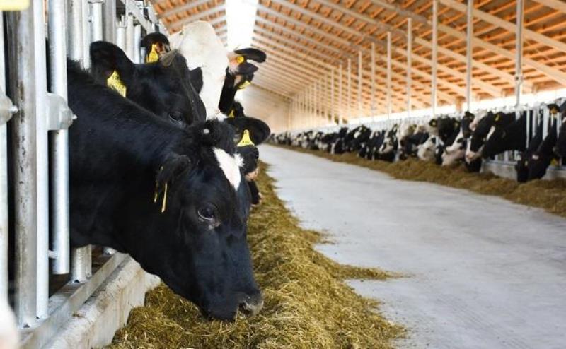  «Агрокомплекс им. Ткачёва» построит в Ростовской области большую молочную ферму