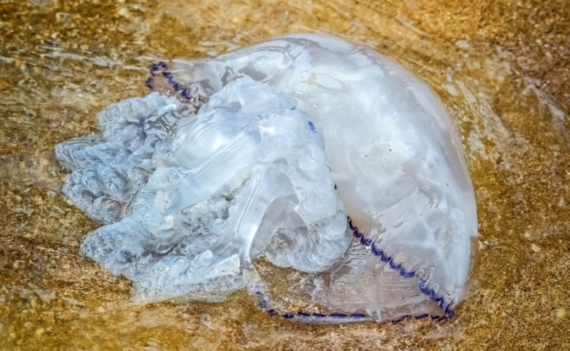  В Азовском и Черном морях планируют запустить промысловый лов медуз