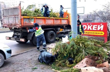Нераспроданные елки в Ростове отдали в зоопарк