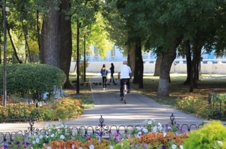 Власти Ростова разрешили вырубать деревья в парке Островского