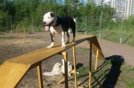 В Ростове каждый год будут строить площадки для выгула собак