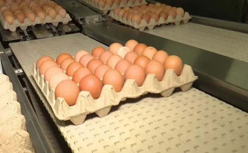  В Ростовской области значительно упало производство яиц